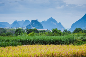 草帽歌 吉他谱